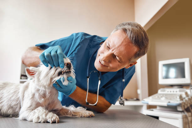 Best Walk-In Emergency Dentist in Converse, IN